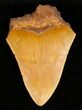 Rare Moroccan Megalodon Tooth - #5418-1